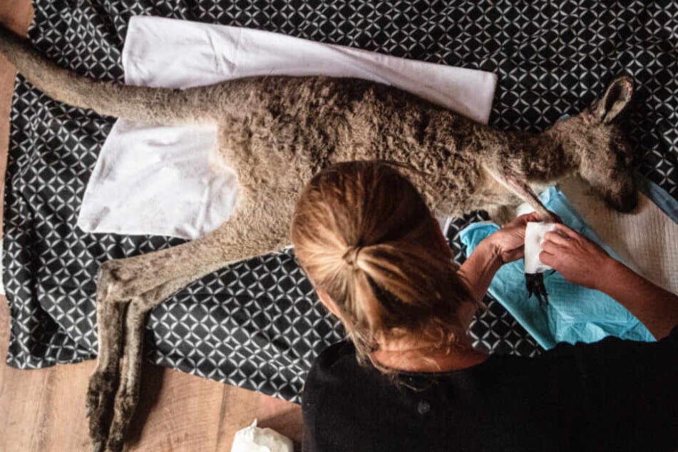 Eine Frau versorgt in Australien ein junges, verletztes Känguru. Sie und ihr Partner hatten eine Zufluchtsstätte für Wildtiere, die sie von ihrem Haus aus betrieben.
