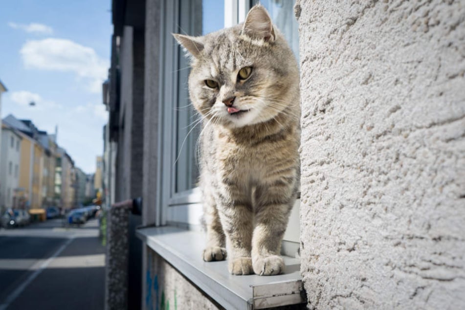 Katzen soll es in einem neuseeländischen Dorf schon bald nicht mehr geben. (Symbolbild)