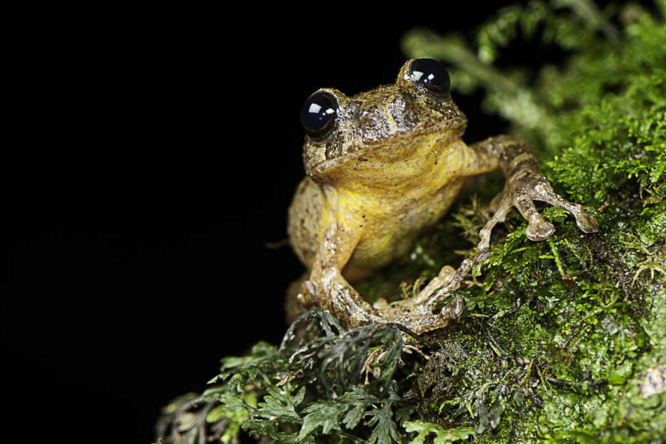 26 neuen Zwergfrosch-Arten wurde ein Name zugeteilt. (Symbolbild)
