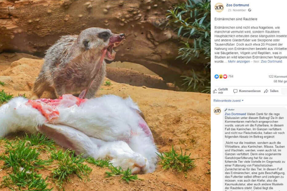 Hier das "schaurige" Foto des Erdmännchens im Zoo Dortmund.