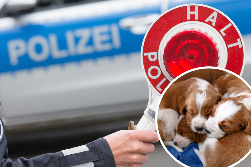 Illegaler Welpenhandel? Polizei beschlagnahmt über 30 Hunde und eine Katze