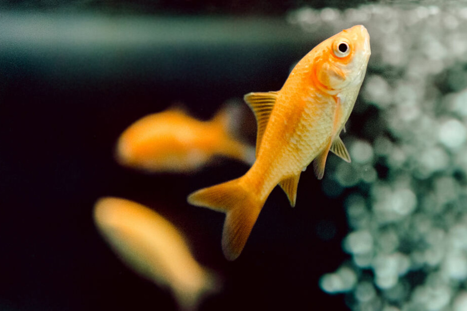 Für die heimischen Arten können Goldfische ganz schön gefährlich werden (Symbolfoto).