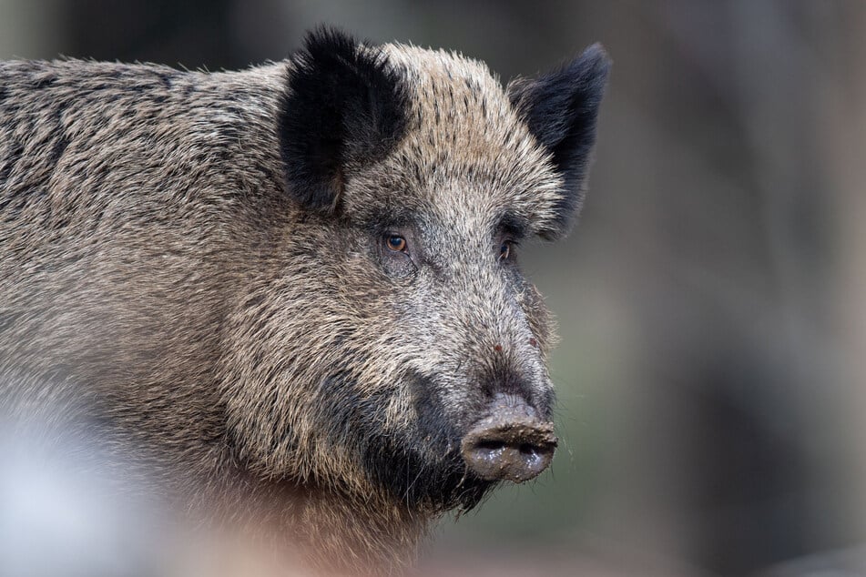 Aufatmen: Keine Schweinepest-Fälle mehr bei Wildschweinen im Kreis Görlitz.
