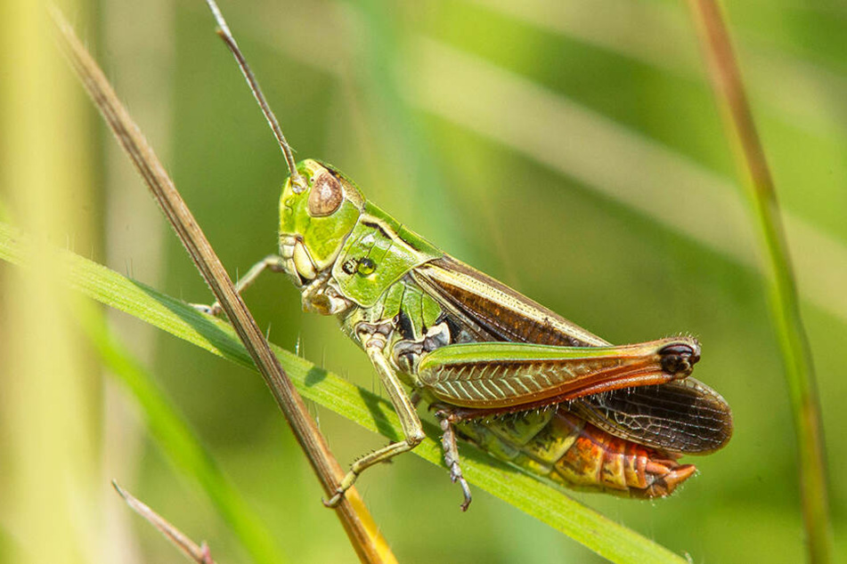 Auch viele verschiedene Grashüpfer-Arten leben auf den Wiesen des Landes.