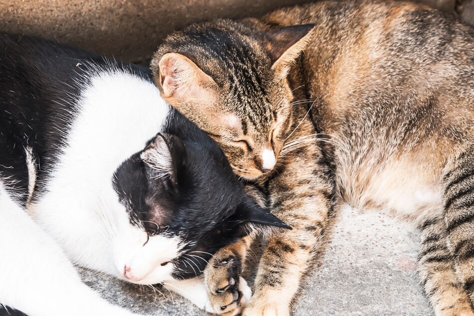 Katzen lieben das Kuscheln miteinander.