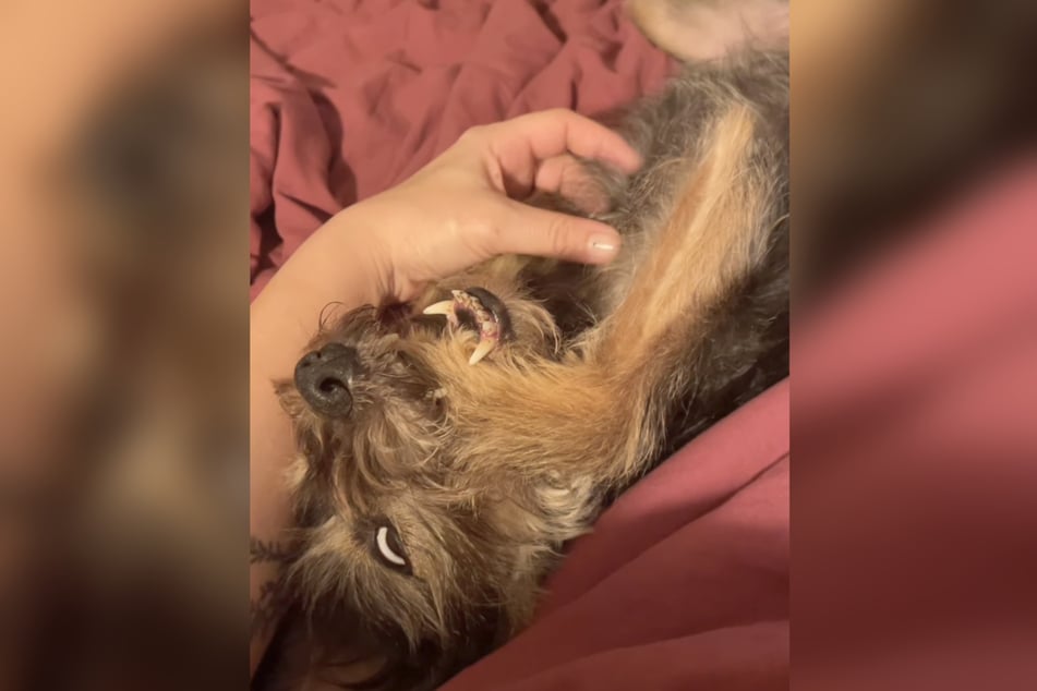 Sie selbst ist ebenfalls Hundebesitzerin.