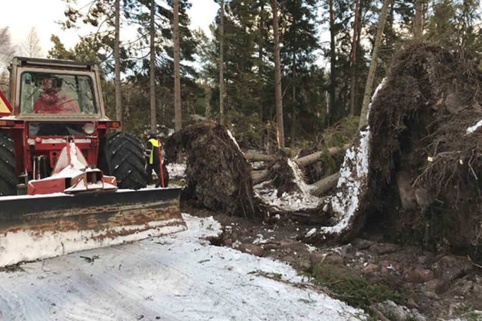 Der Sturm "Alfrida" hat in Dänemark großen Schaden angerichtet.
