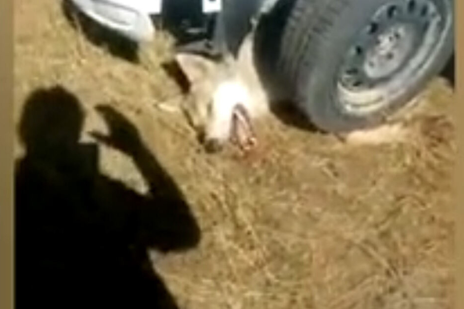 Der Mann, der das Video aufgenommen hat, soll das Tier anschließend erschossen haben.