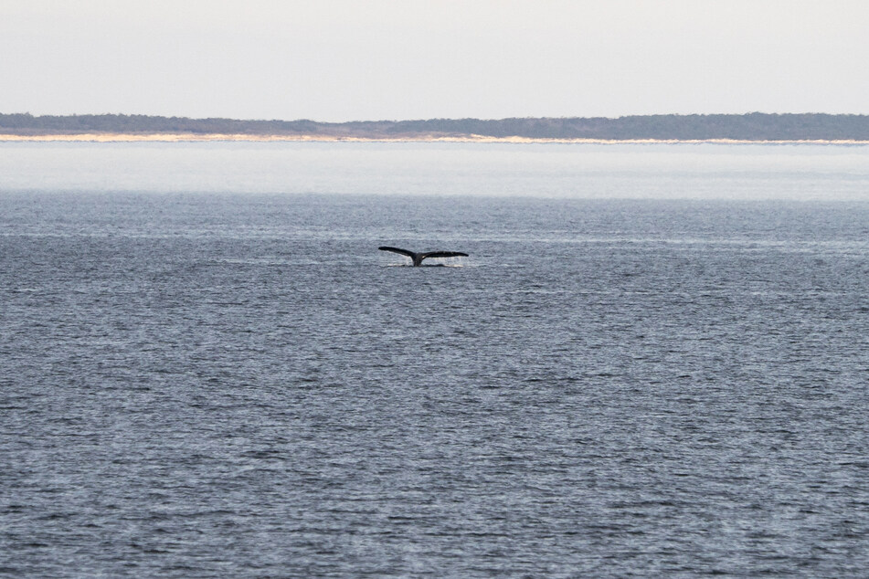 The North Atlantic right whale hasn't been spotted near Ireland in 114 years.