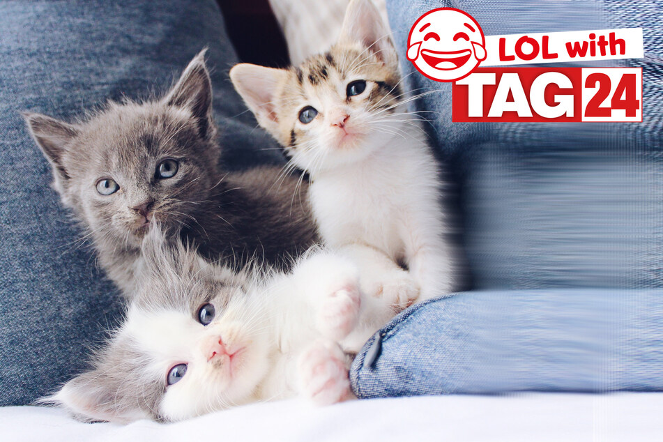 Today's Joke of the Day is a cat pile-on!