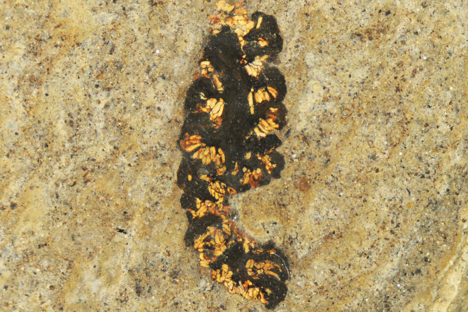 Das Foto zeigt einen versteinerten Blütenstand mit gut sichtbaren, gelben Pollen in den Staubbeuteln.