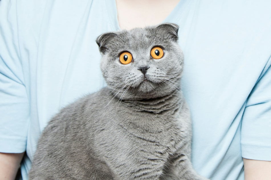 When a cat hiccups, it can get quite scared and confused.