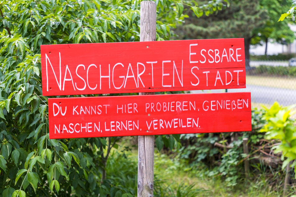 Die "Alte Gärtnerei" ist in Pieschen für ihren üppigen Naschgarten bekannt.