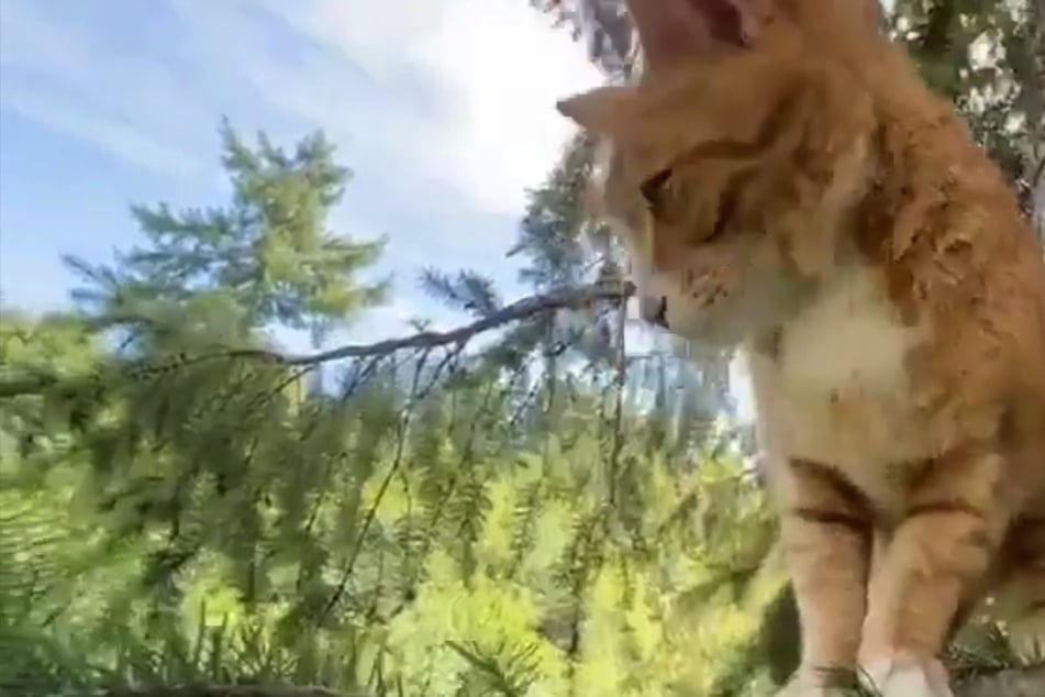 Cat rescued from tree after getting stuck for two full weeks