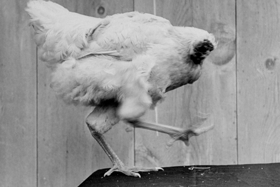 It might seem impossible, but Mike the headless chicken survived for 18-months after his decapitation.