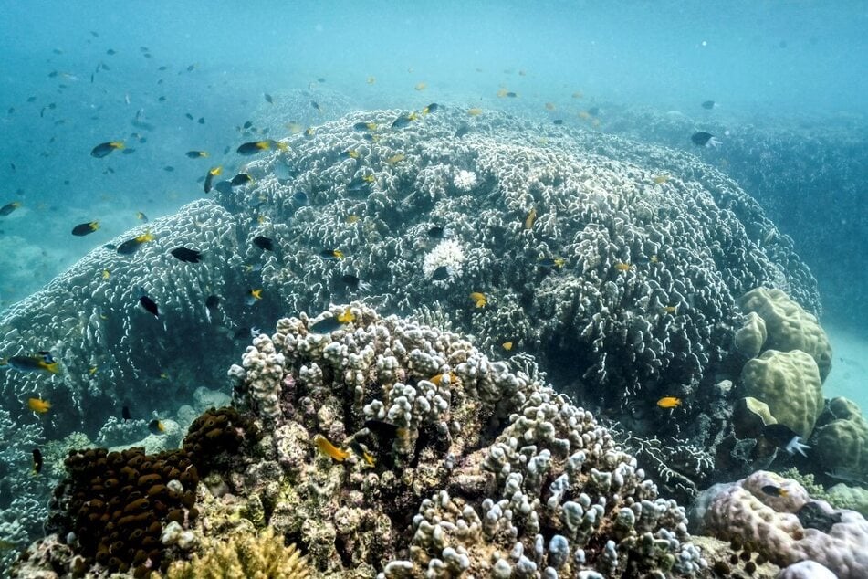 Fish swim near bleached coral around Lizard Island on the Great Barrier Reef.