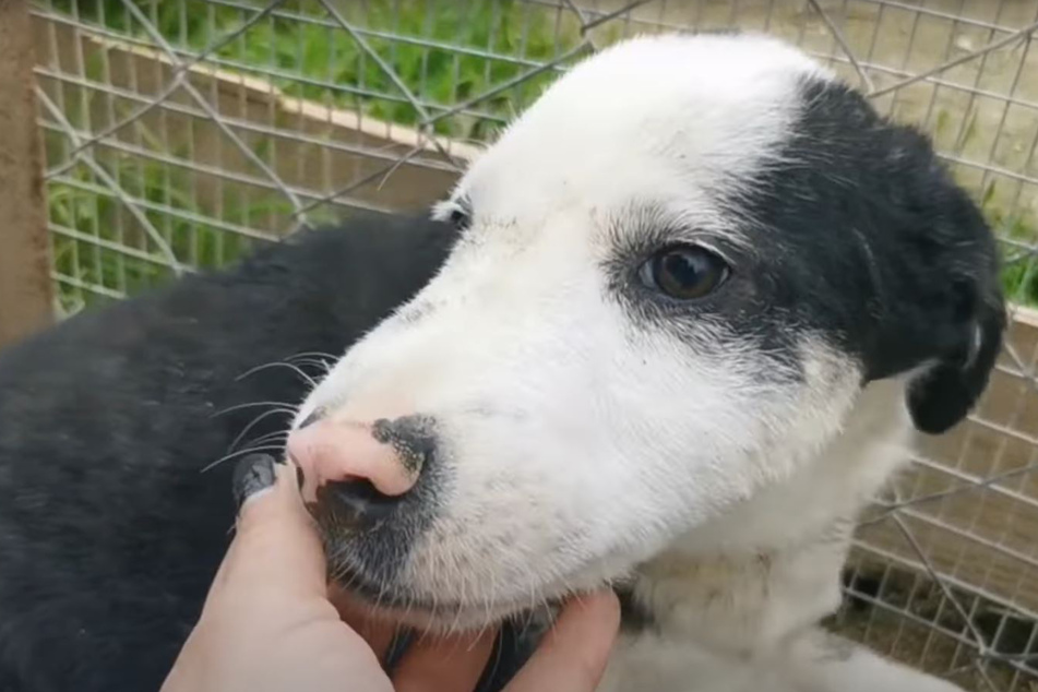 Diese Wandlung geht ans Herz: Gary ist heute ein gesunder, schöner Hund.