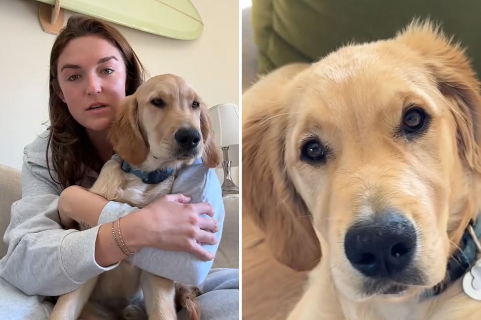 Erica Summers lernt ihren vier Monate alten Golden Retriever Beau noch immer kennen. Der Hund hält manch eine Überraschung parat.