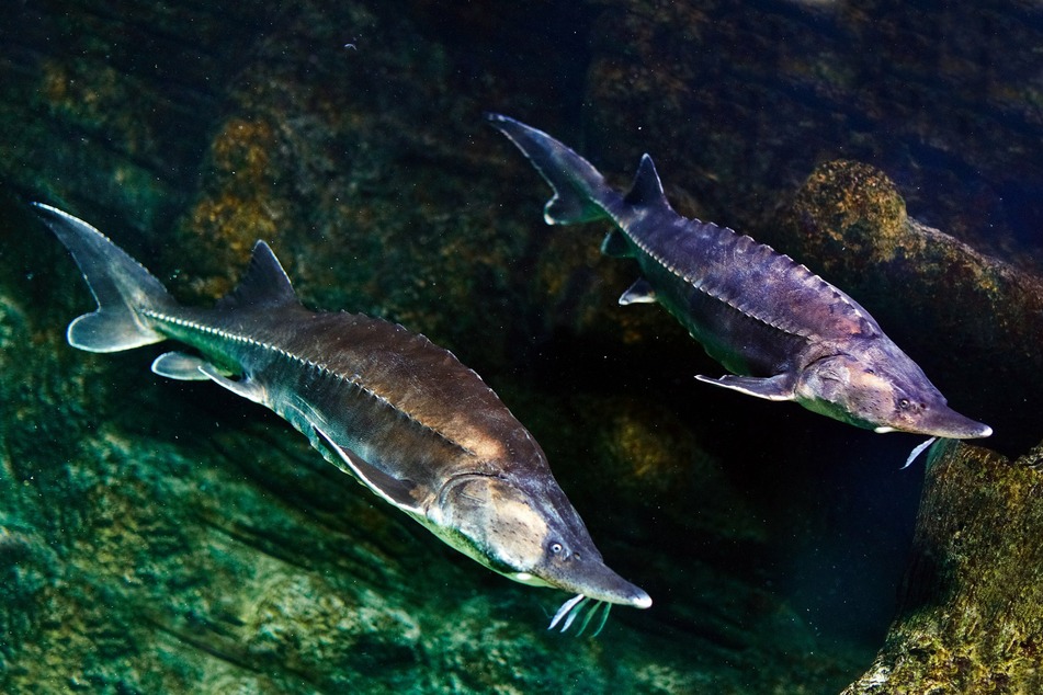 The best time for sturgeon fishing in the Great Lakes used to be in August, per the Old Farmer's Almanac (stock image).