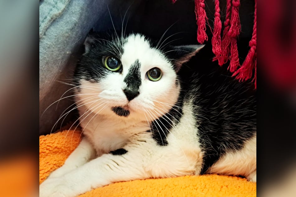 Katze Panda muss sich im höheren Alter noch einmal an eine komplett andere Umgebung gewöhnen.