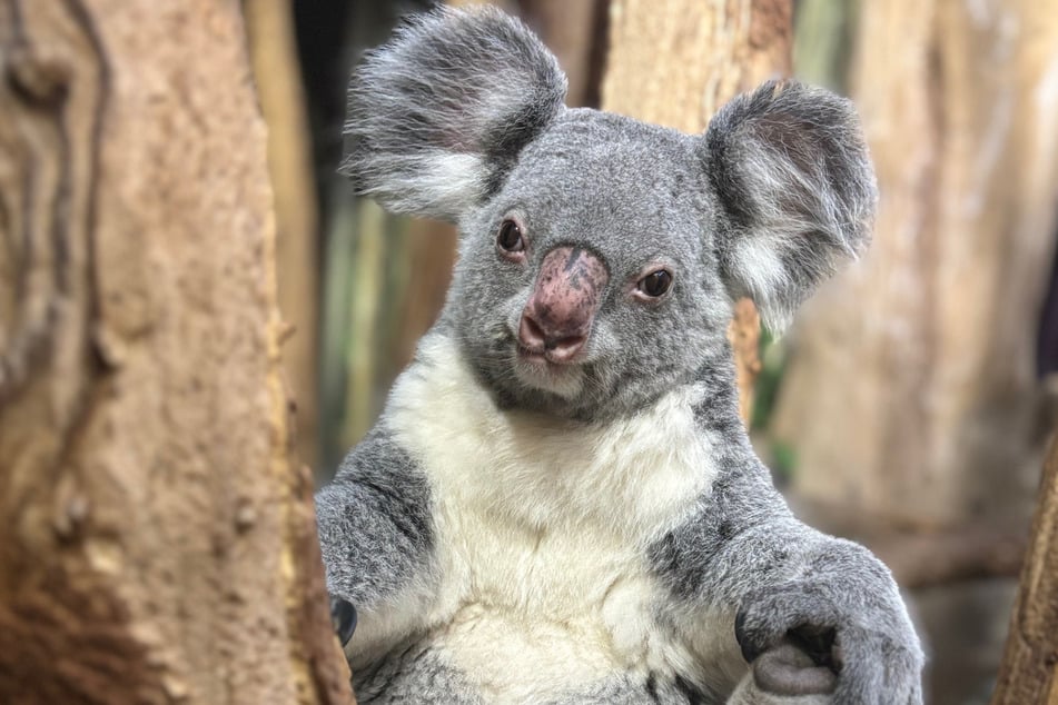 Koala-Lady Mandie ist gerade auf romantischem Urlaub im Dresdner Zoo.