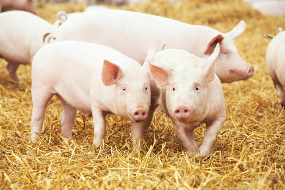 Ihre brutalen Experimente mit 15 Schweinen machten die Forscher auch noch ganz nonchalant in einem Fachmagazin publik. (Symbolbild)