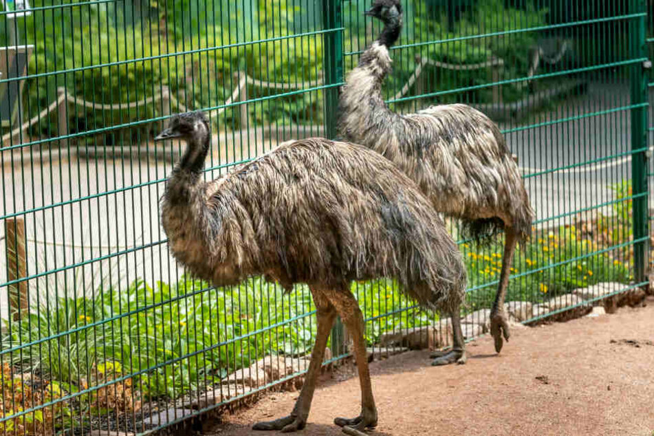 Oft wird bei Laufvögeln wie den Emus gleichgeschlechtliche Liebe beobachtet.