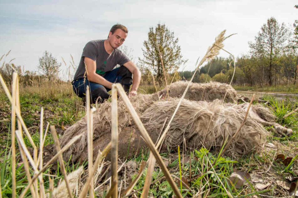 Schäfer Felix Wagner von der Naturschutzstation Förstgen verlor 2018 Dutzende Tiere nach einer Wolfsattacke.