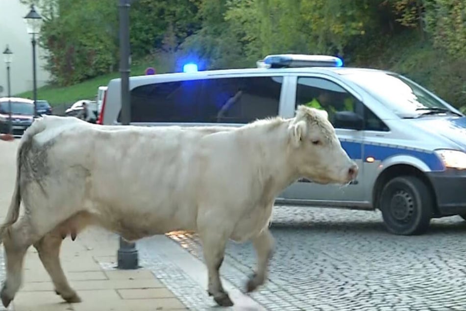 Zunächst umzingelt, lste sich die Kuh wieder aus der Umklammerung der Beamten und setzte ihre Flucht fort
