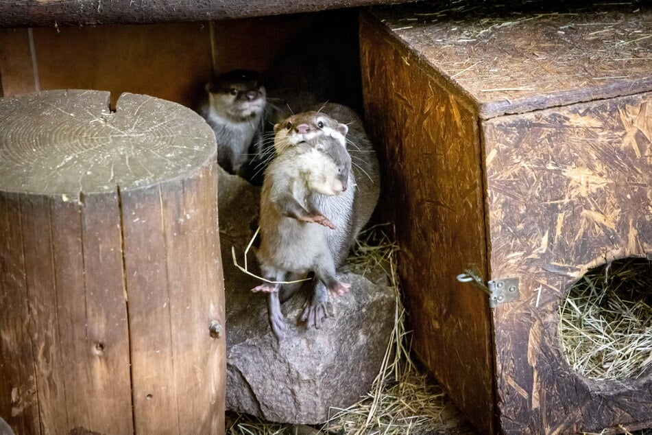 Ottermama Otti-Li trägt ihren Nachwuchs im Gehege hin und her.