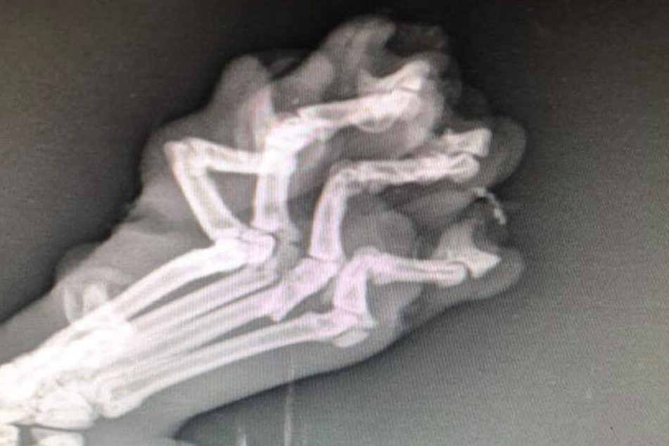 Eine Röntgen-Aufnahme der Pfote zeigt, wie schwer das Tier verletzt wurde.