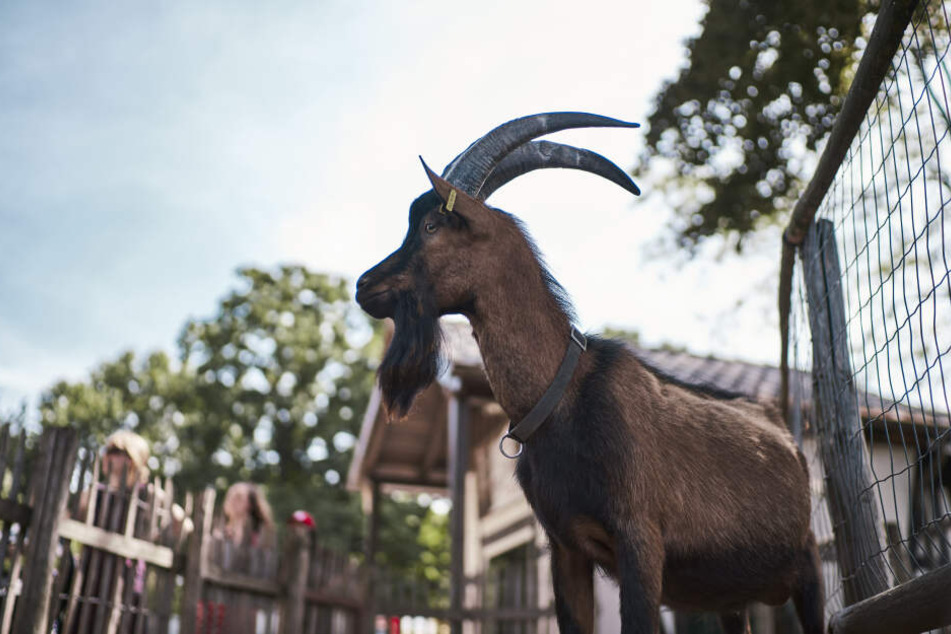 Hennes IX. durch sein Leben im Zoo Menschenmassen gewöhnt.