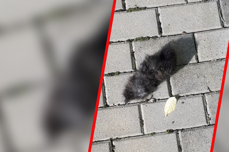 Die Katze wurde gestückelt und teils gehäutet.