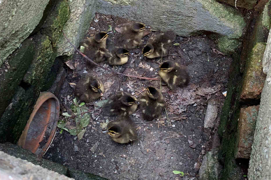 Mehrere Küken waren in einen Gully gefallen und mussten gerettet werden.