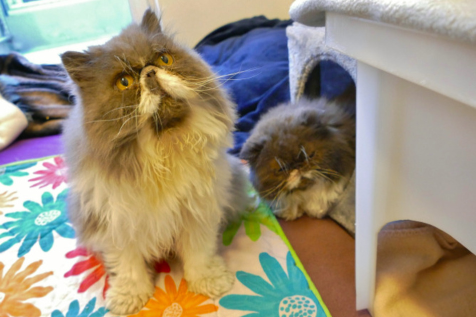 Die Perserkater Barnaby und Baby.