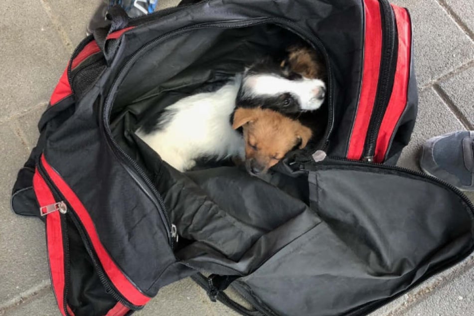 Die Hundewelpen sitzen eingepfercht in der Sporttasche.