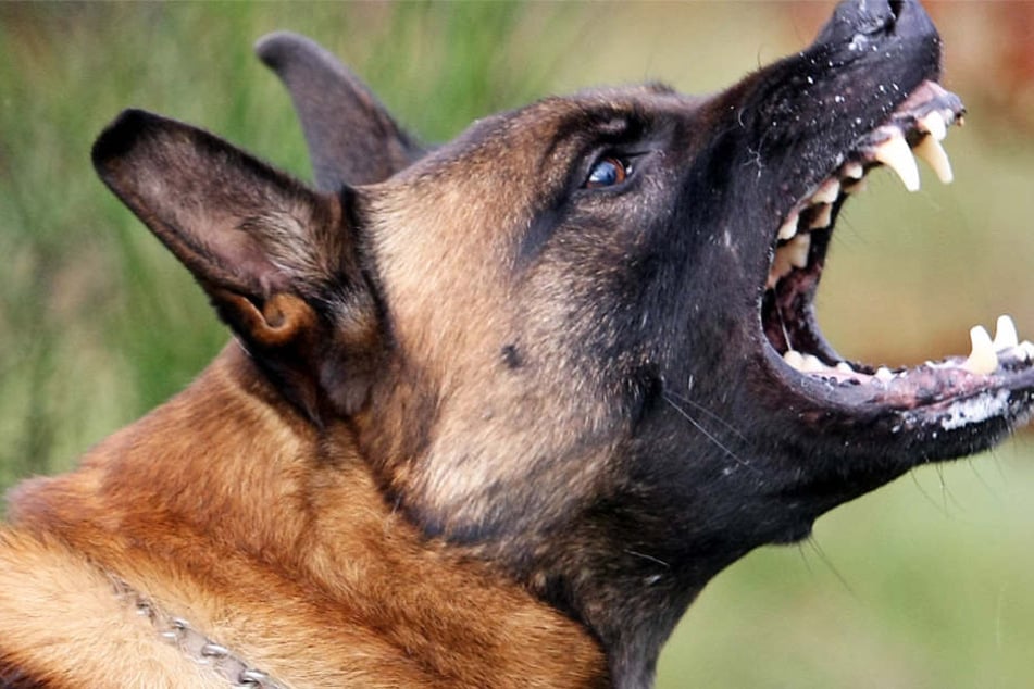 Ein 69 Jahre alter Mann und ein 18-Jähriger wurden von den Hunden gebissen (Symbolbild).