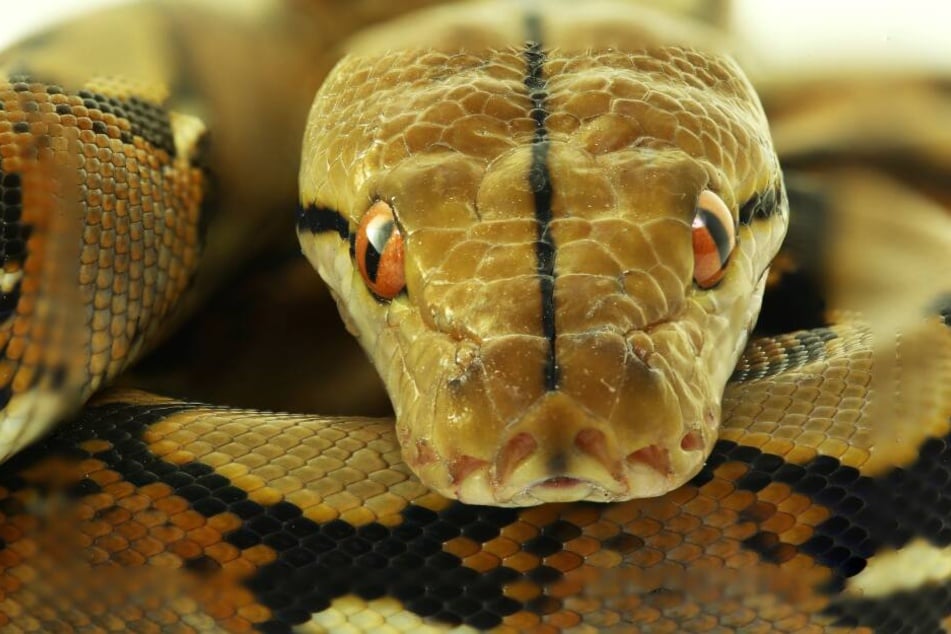 Die Frau wurde von einem Python überrascht. (Symbolbild)