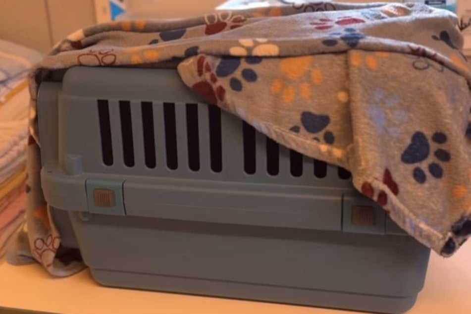 Die Katze wurde in eine Transportbox gesteckt und sicher ins Tierheim Köln-Dellbrück gebracht.