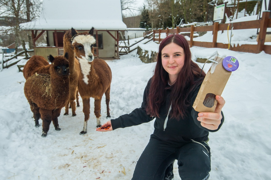 Die Auszubildende Josephine Nöbel (20) kümmert sich im Zoo der Minis um die Alpakas.