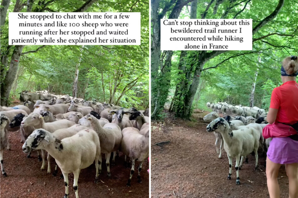 Herd of sheep surprisingly deems trail runner the good shepherd