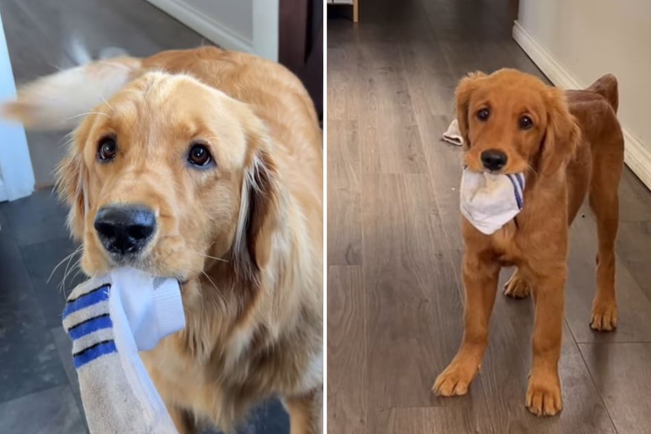 Leichte Übung: Pacha findet eine wichtige Socke, Bucket weiß, dass auch sie sich in Zukunft darum kümmern muss.