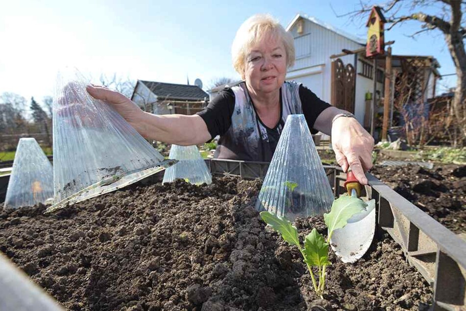 Frühling heißt vor allem Arbeit: Sylveli Püschmann (68) kümmert sich um ein Salat-Frühbeet.