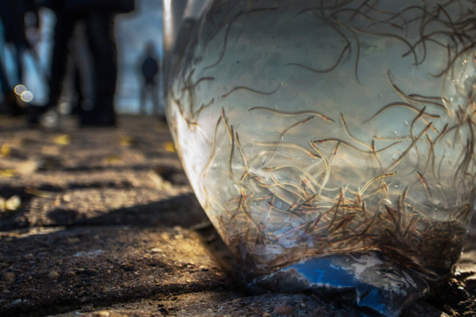 Zahlreiche Glasaale schwimmen vor dem Ausbildern in einem großen Plastiksack.
