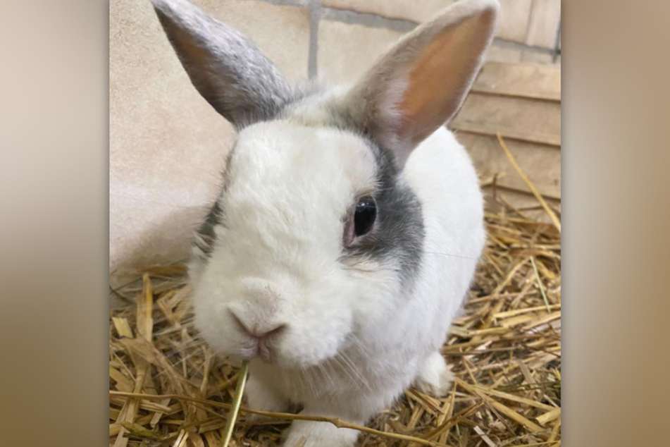Kaninchen Basti ist im Tierheim Köln-Dellbrück gestrandet und sucht ein liebevolles Zuhause.