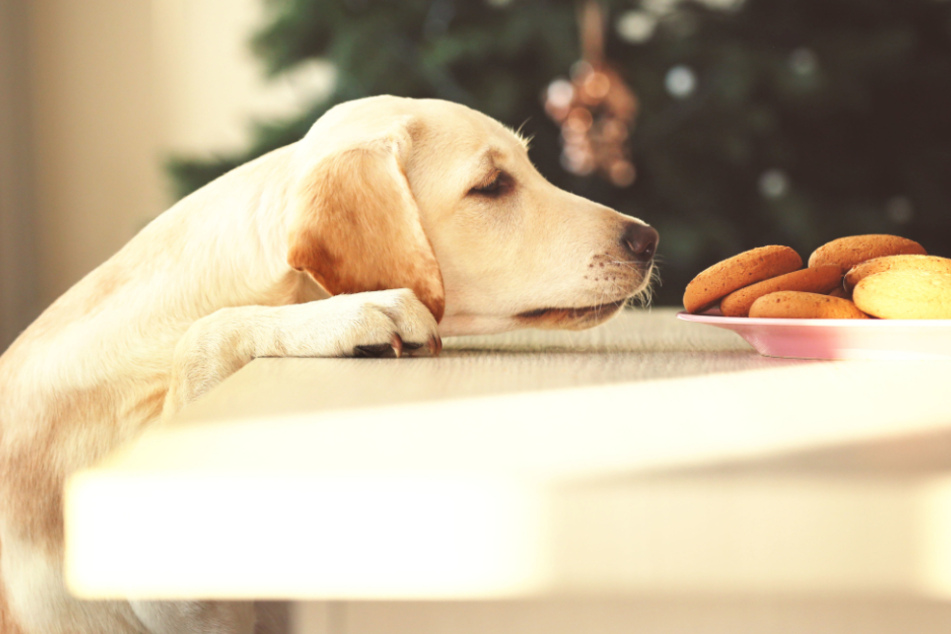 So macht Ihr Eurem Vierbeiner eine Freude: Hunde-Cookies aus 5 Zutaten zum Selbstbacken