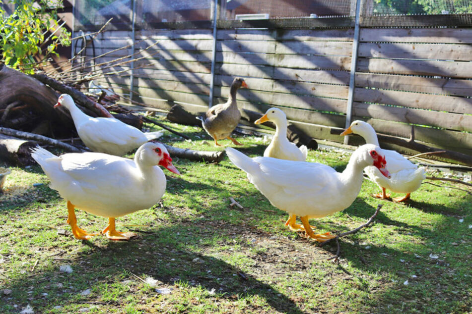 Enten im Münchner Tierheim.