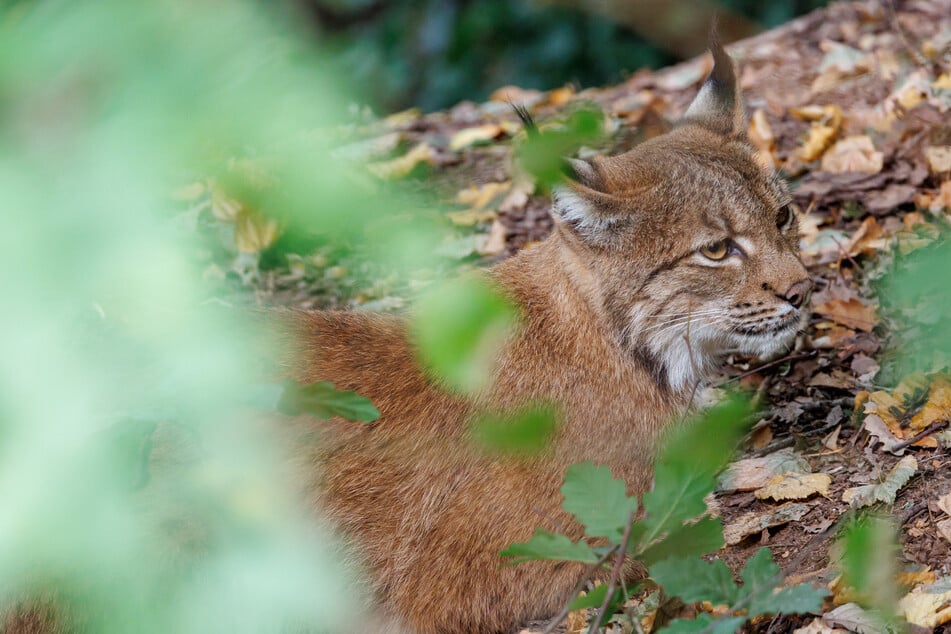 Transport in den Harz: Luchs sagt Nein!