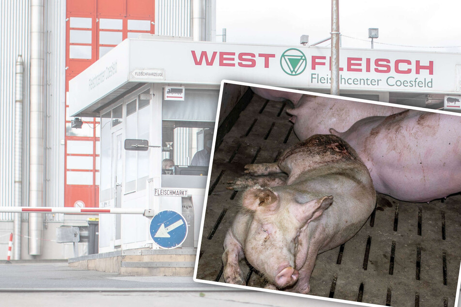 Nach grausamer Tierquälerei: Westfleisch arbeitet an Aufklärung, Tierschutzbüro fordert mehr