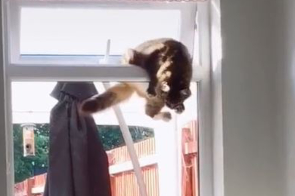 Mission erfüllt: Die Katze schaffte es nach längerem Kampf über das Fenster zu klettern.